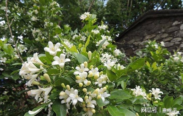 尊龙人生就是博d88油烟净化器图集光解净化器净化空气花有哪些阳台有空地别错过它比